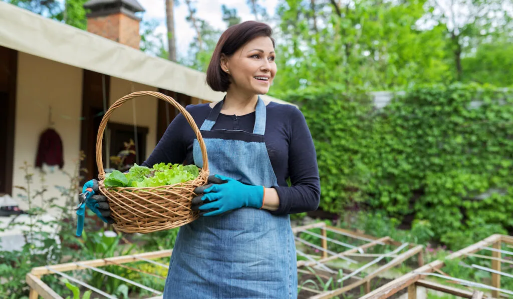 Smiling woman holding basket with freshly harvested lettuce leaves 