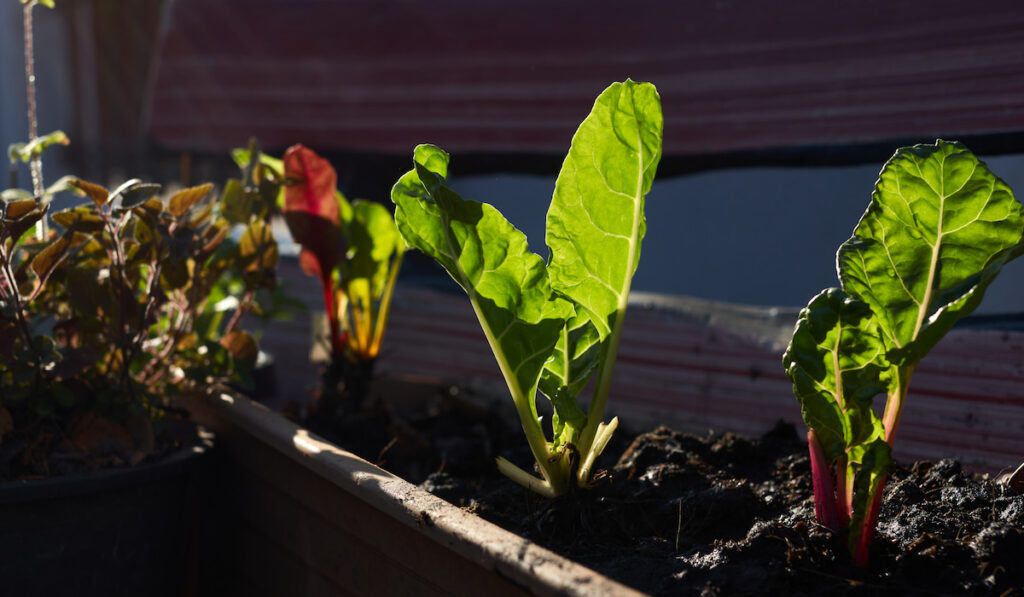 The colorful Swiss Chard leaves in the bright light of morning in raised bed