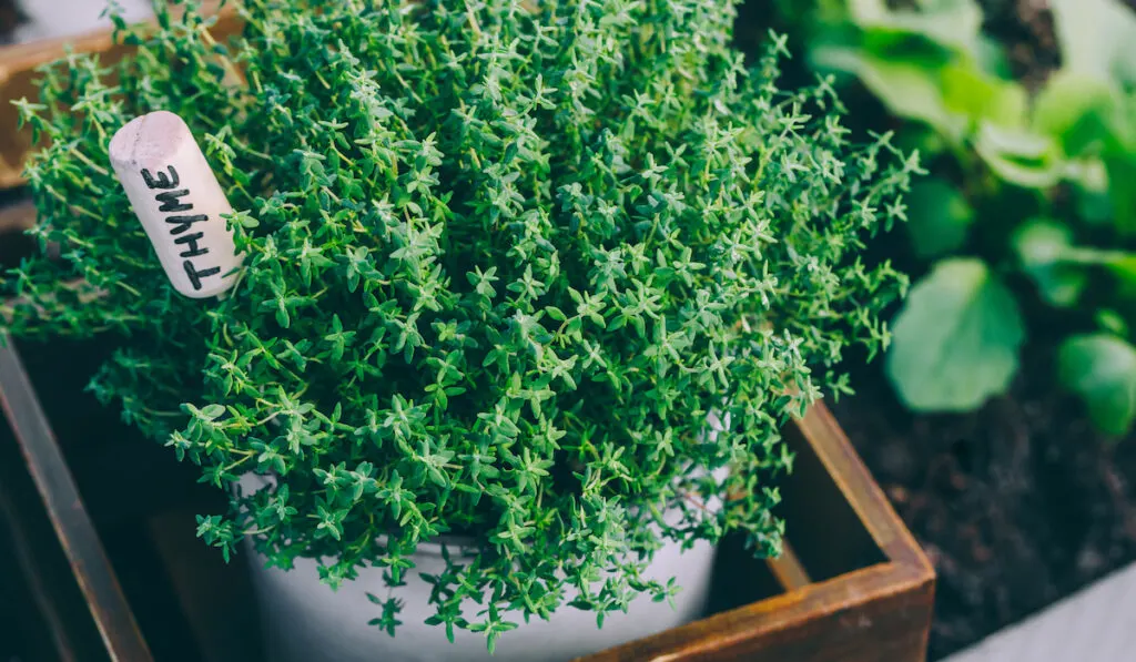 Thyme plant in a pot growing indoor 