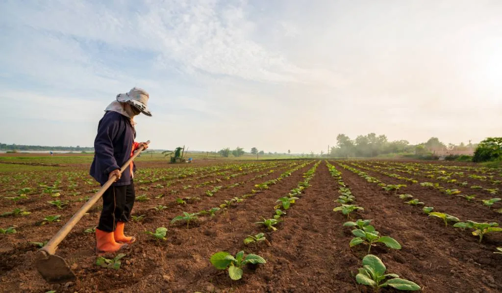 Tobacco farming works with a hoe, digging or shoveling
