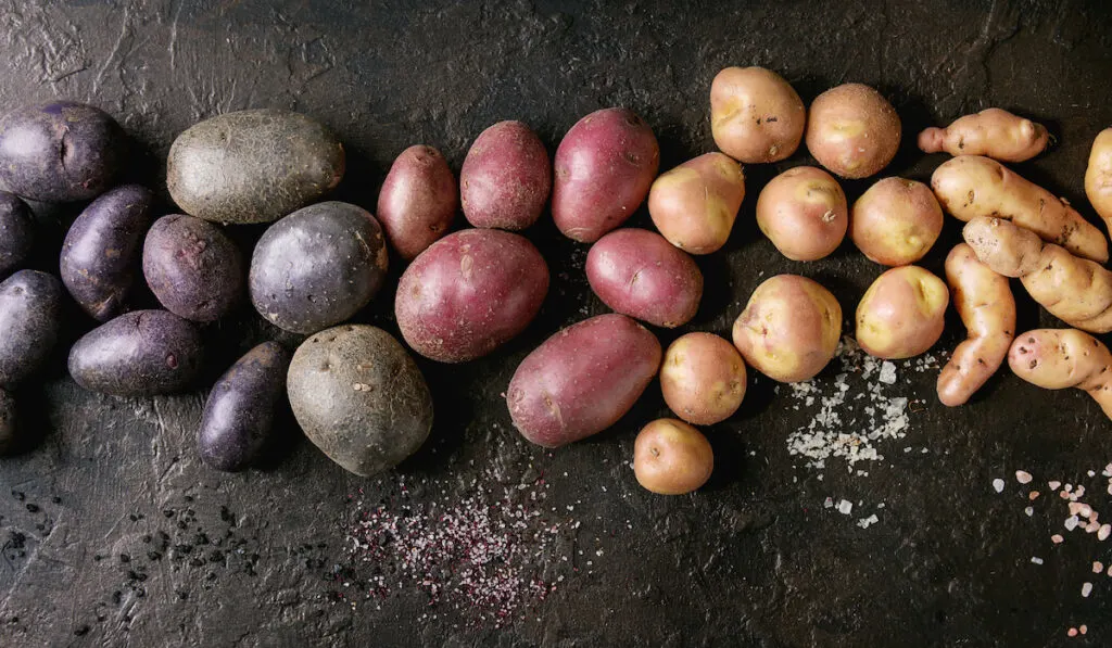 Variety of raw potatoes, red, yellow, purple with salt over dark texture background