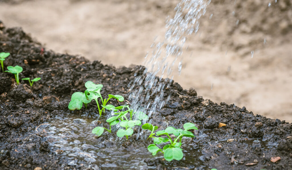 Water is flowing on a young turnip plants in the garden