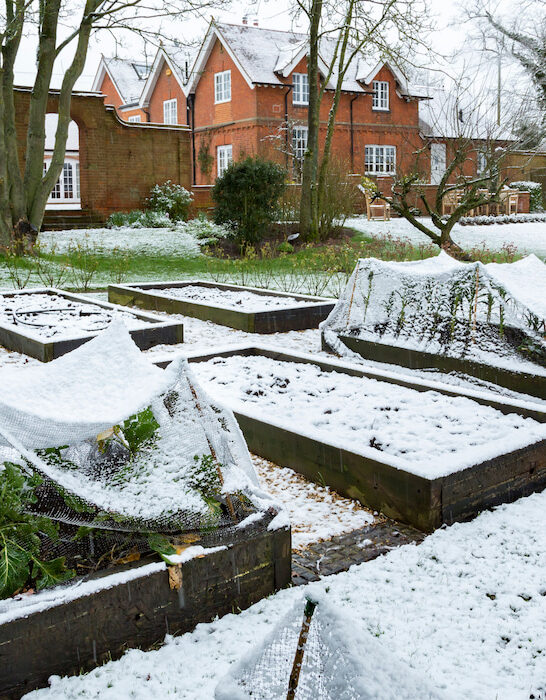 winter vegetable garden covered in snow with wooden raised beds