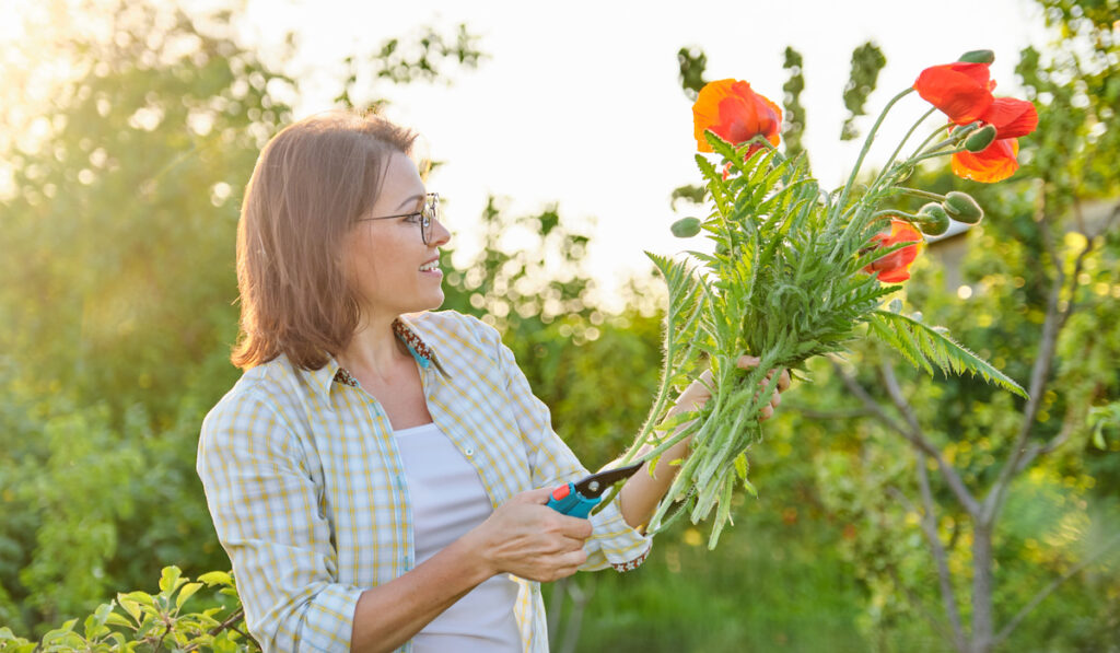 Woman gardener cutting red flowers poppies with garden secateurs, sunny day in spring garde