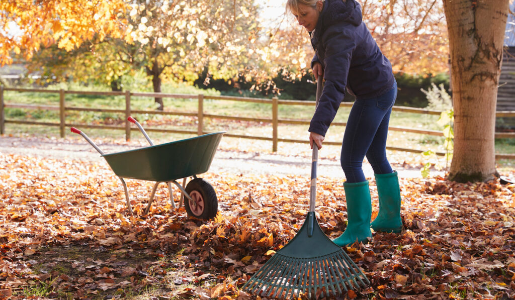 Woman using leaf rake raking autumn leaves in her garden