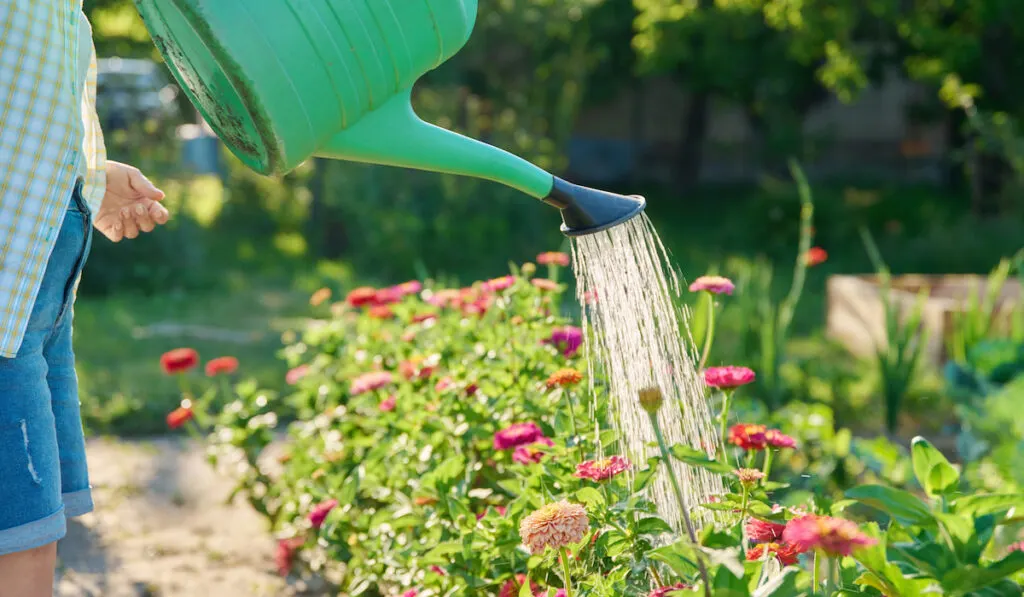 Woman watering zinnia flowers in garden from watering can
