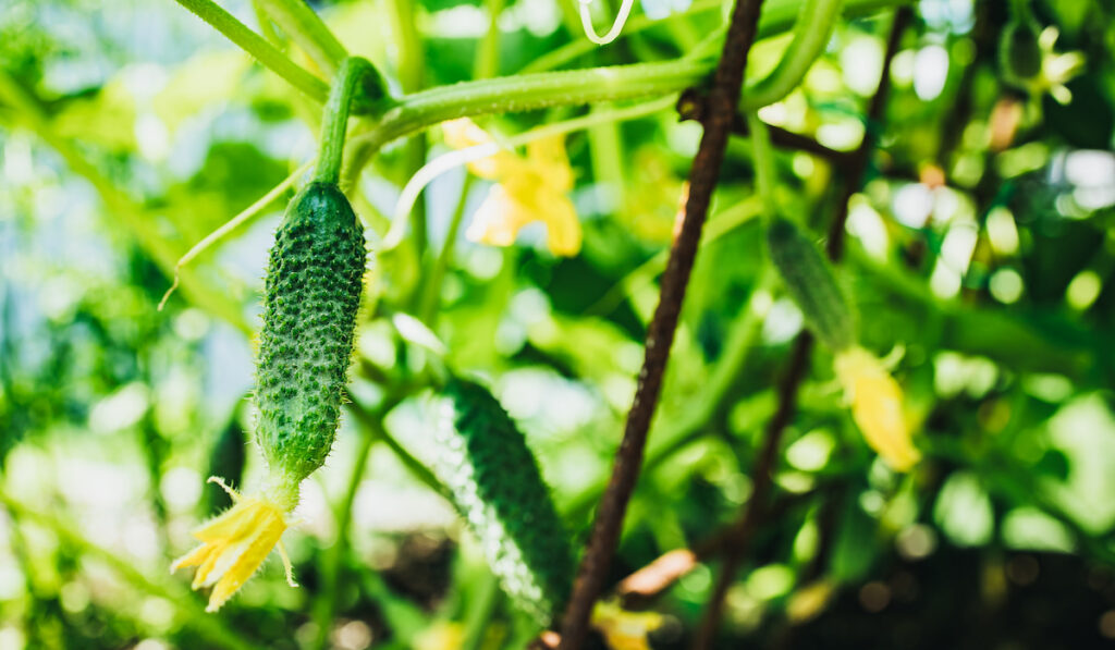 Young plant cucumbers on a branch in a greenhouse with yellow flowers.