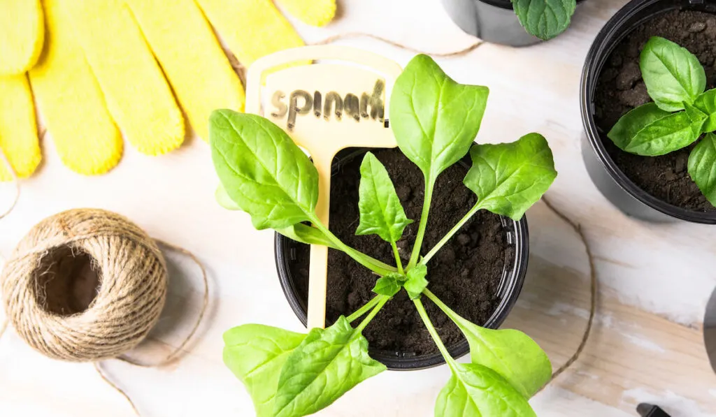 Young spinach seedling in a pot, mint, basil on a wooden table