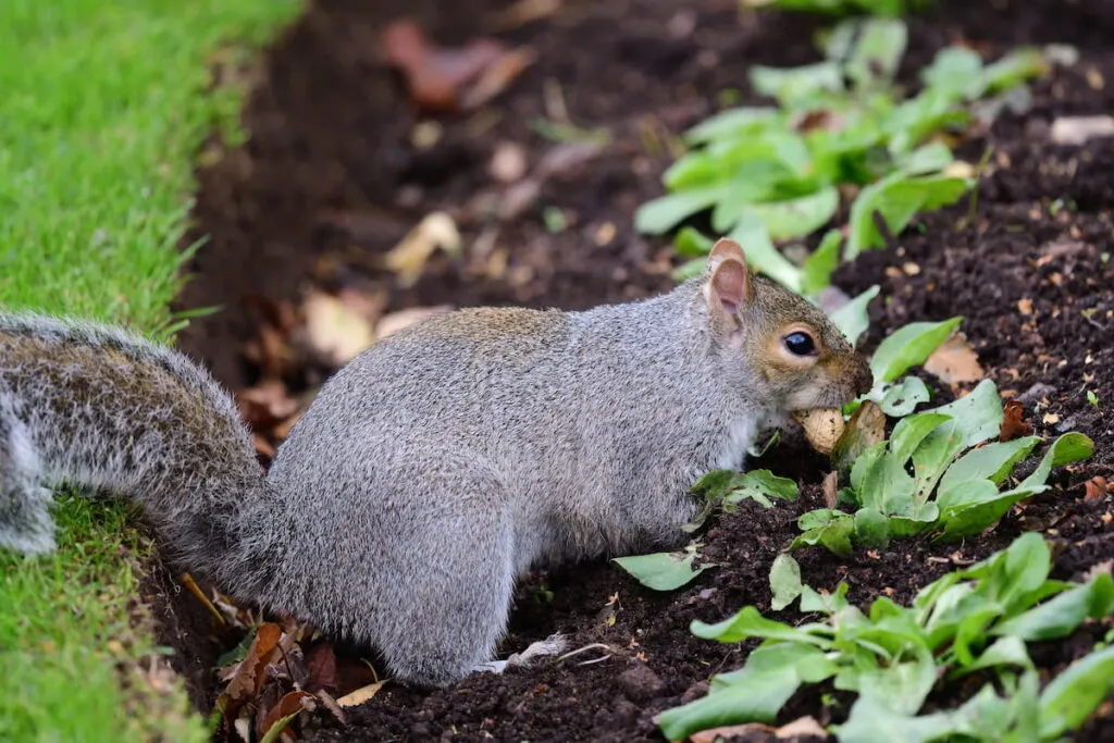 a grey squirrel eating a nut in a flower bed