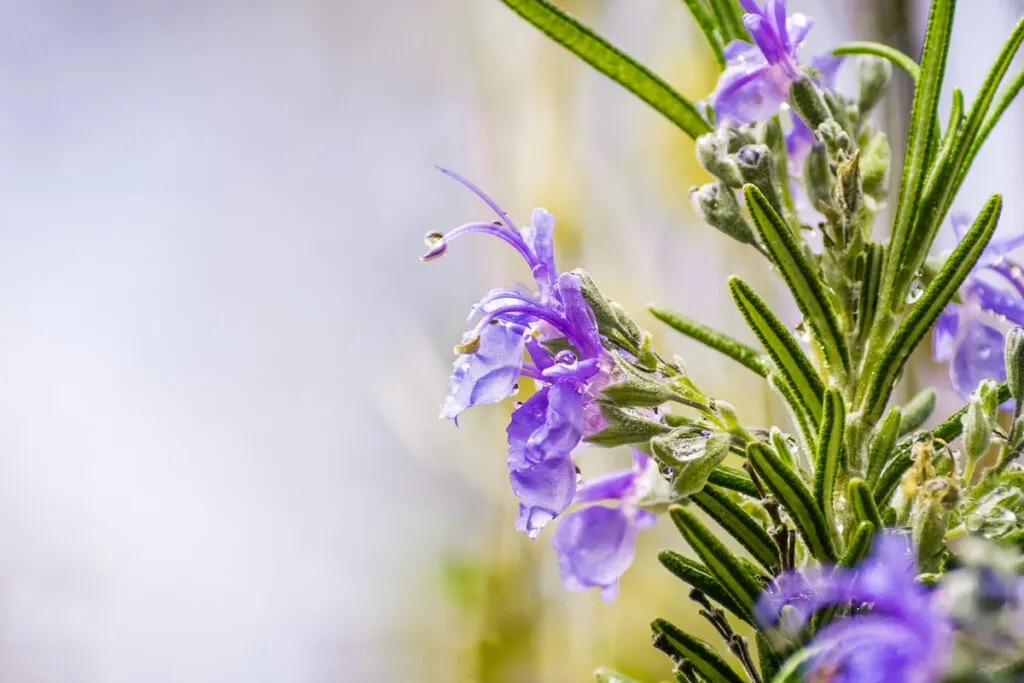 beautiful purple Rosemary flower 