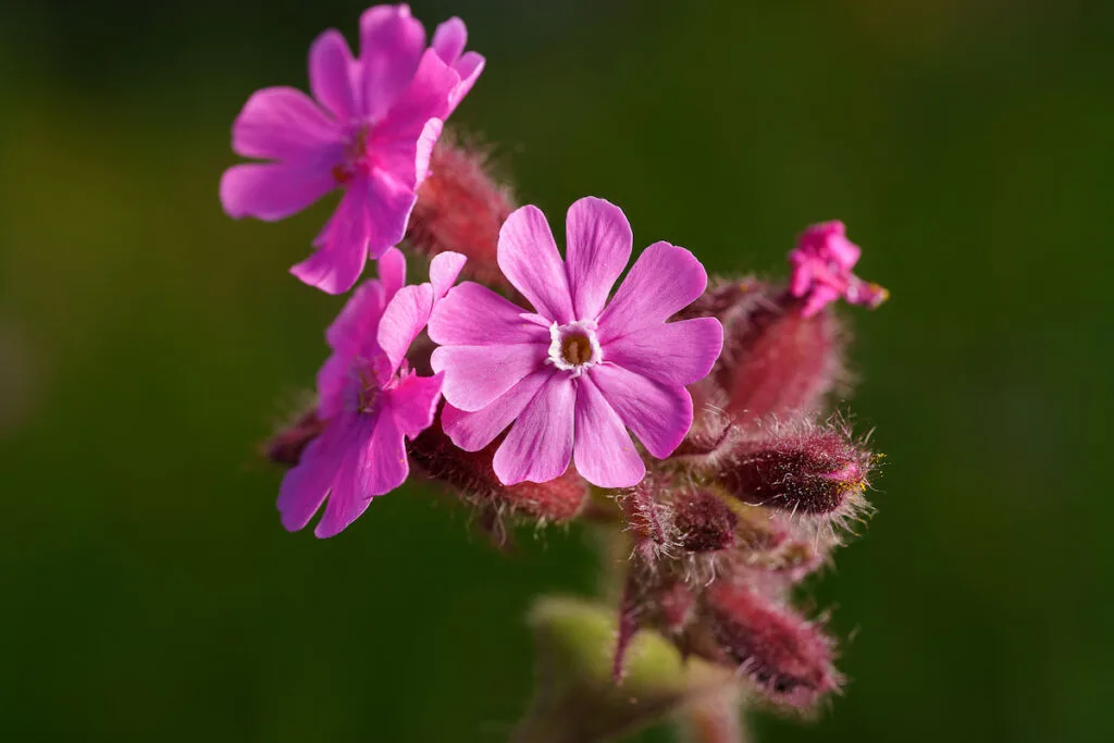 blooming pink Red Campion flower