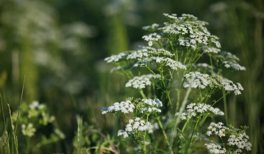 blooming white sneezewort flowers on a field