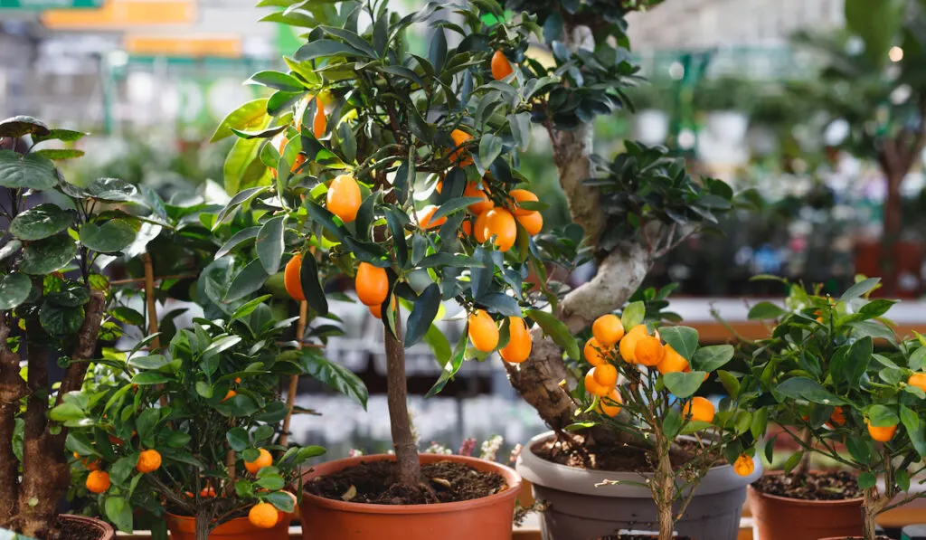 citrus dwarf trees mandarin and kumquat in garden center