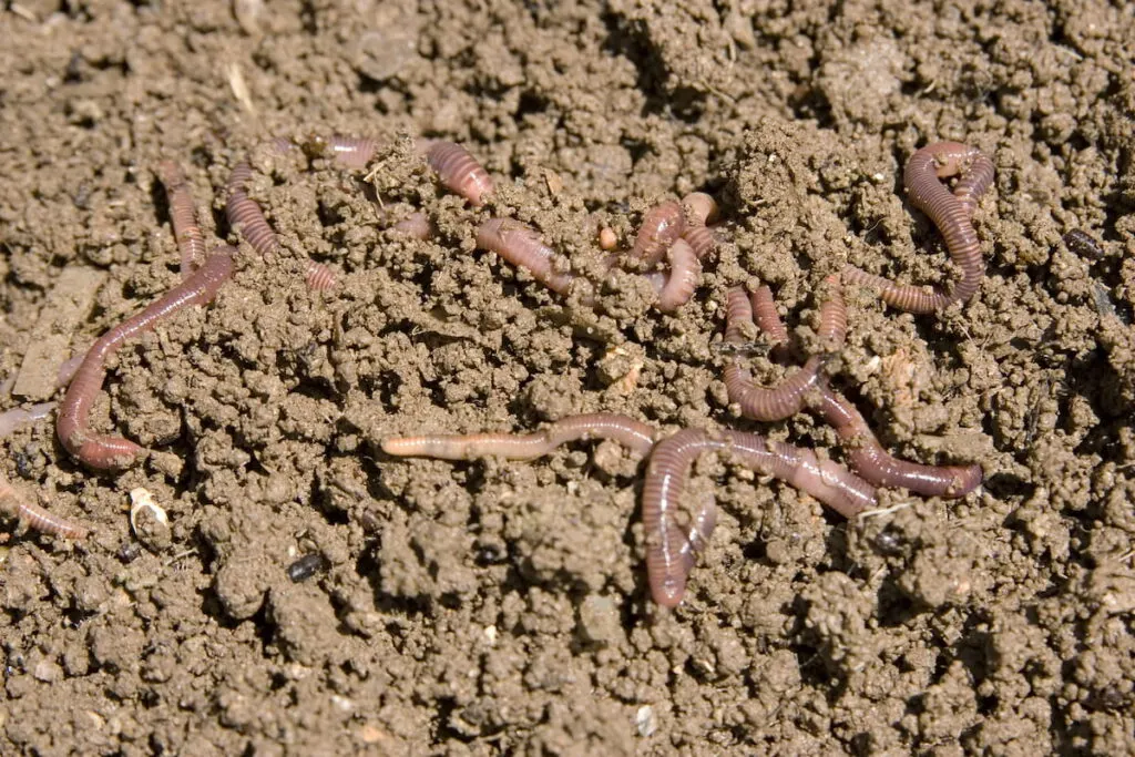 composting worms
