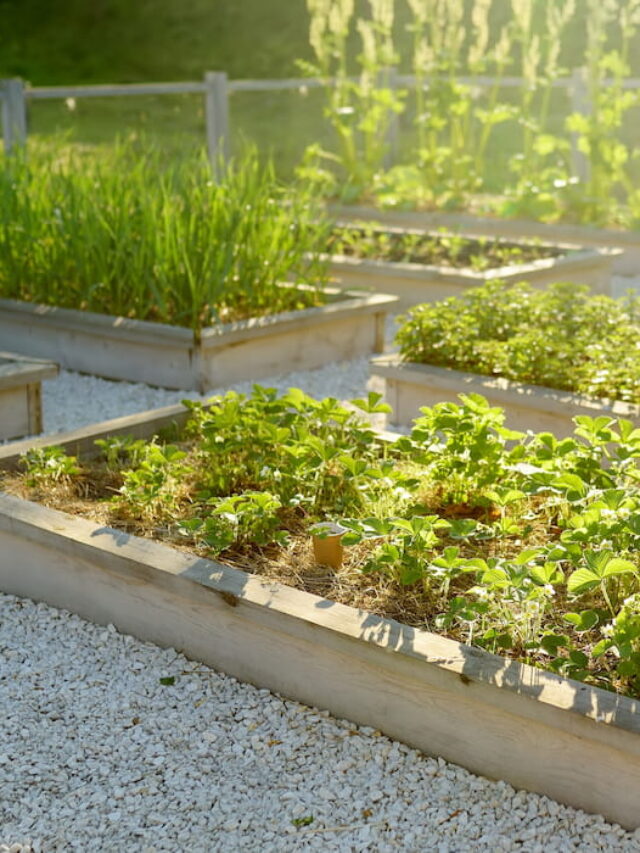 Determining the Size for Raised Beds