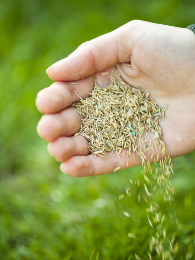Can You Just Sprinkle Grass Seed on Your Lawn?