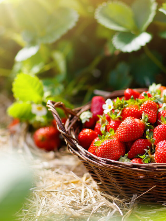 How to Grow Strawberries in Raised Beds: The Essential Guide
