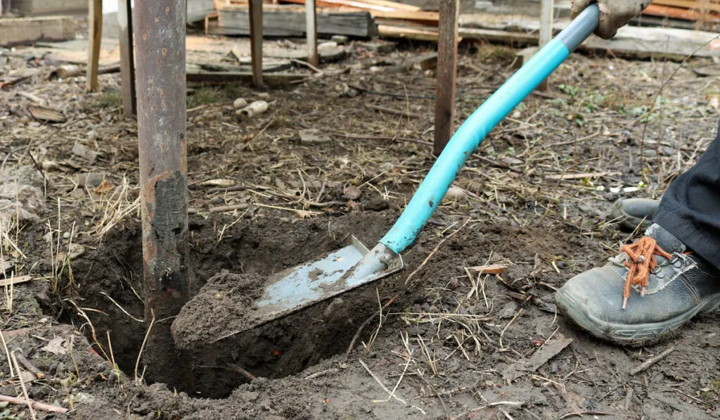 digging an old metal post out of rocky ground with a tree-planting shovel in a yard