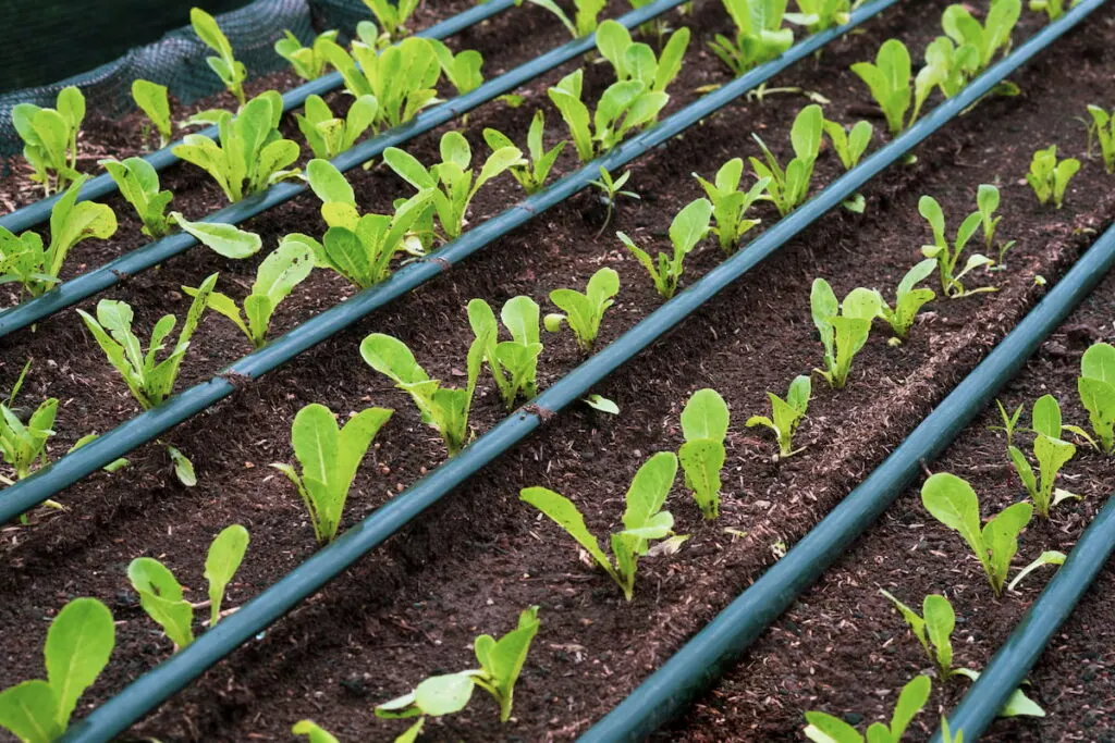 drip irrigation system installed to support the growth of the lettuce plants