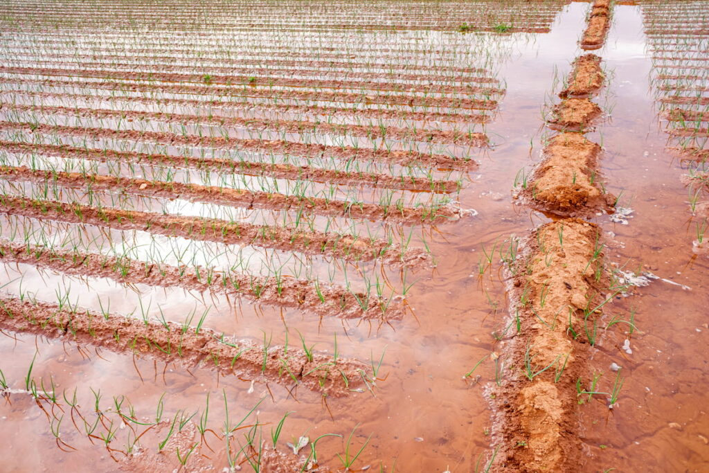 flood irrigation of crops in a farm