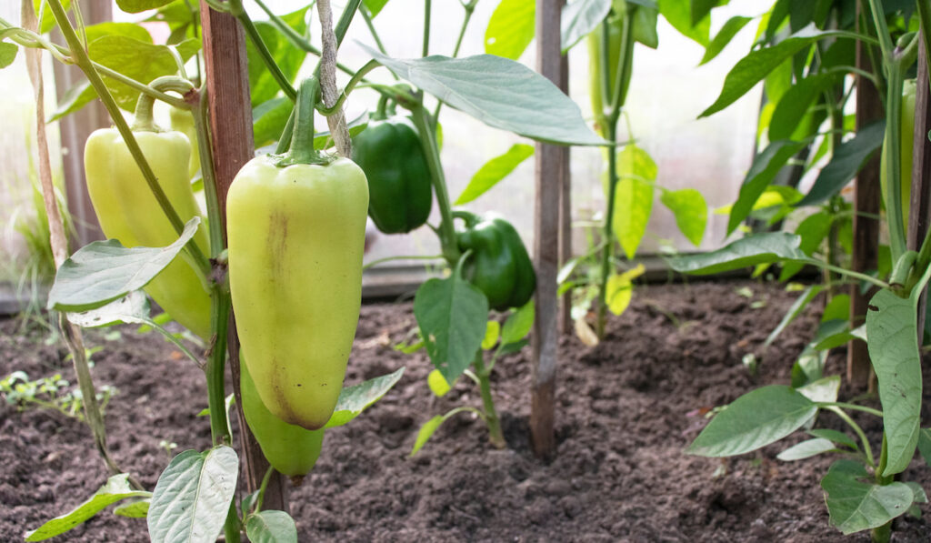 green peppers in a garden bed in a greenhouse