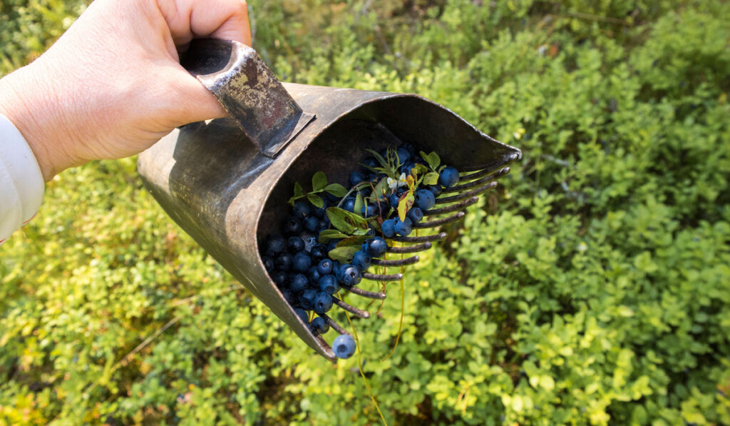 hand using berry rake picker hand tool to pick faster wild organic blueberries