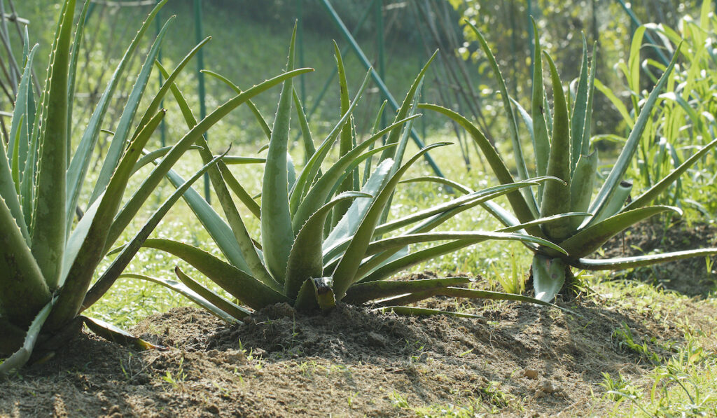 large Aloe vera plant field