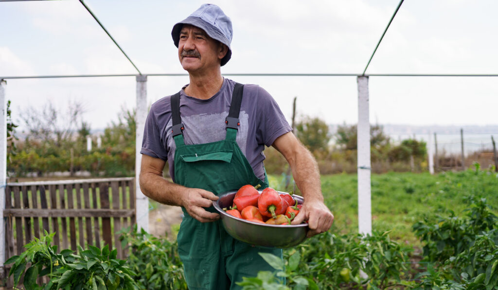 man harvesting peppers in his garden