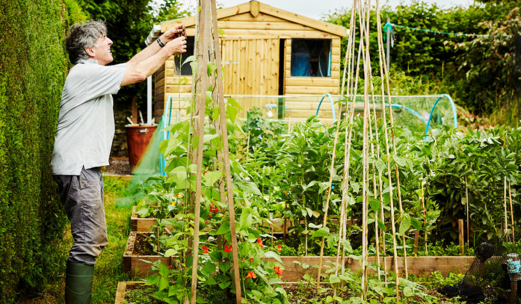 man working in his garden, securing climbing runner bean plants and shoots to poles