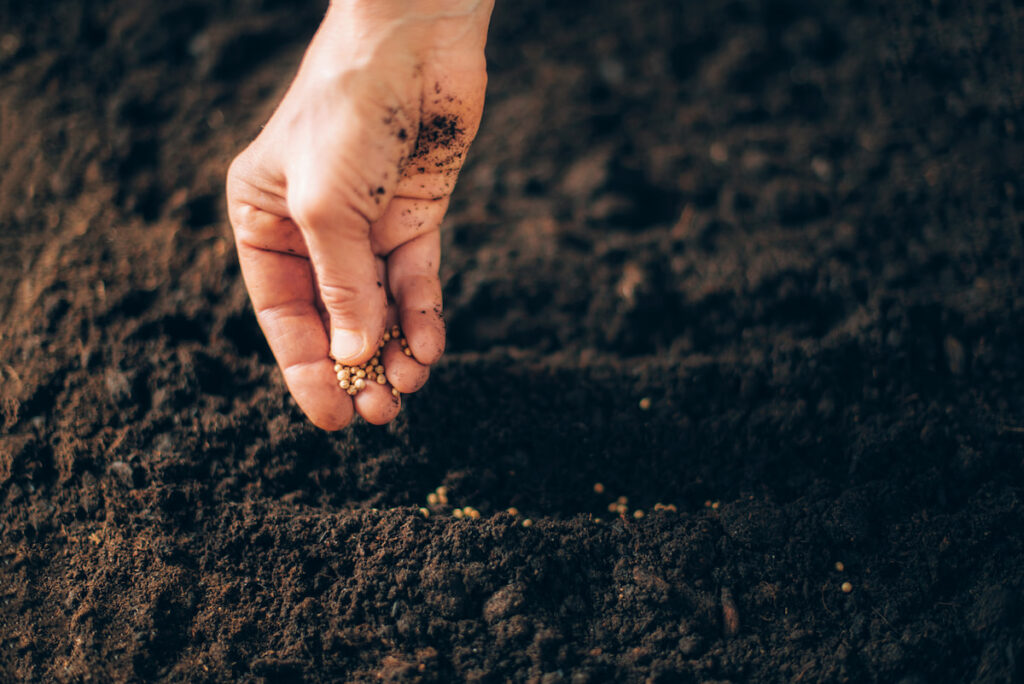 planting seeds in the soil