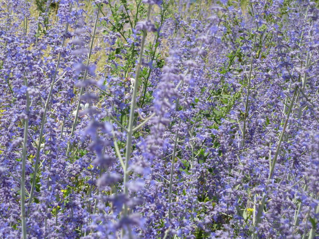 purple russian sage blooming at a field