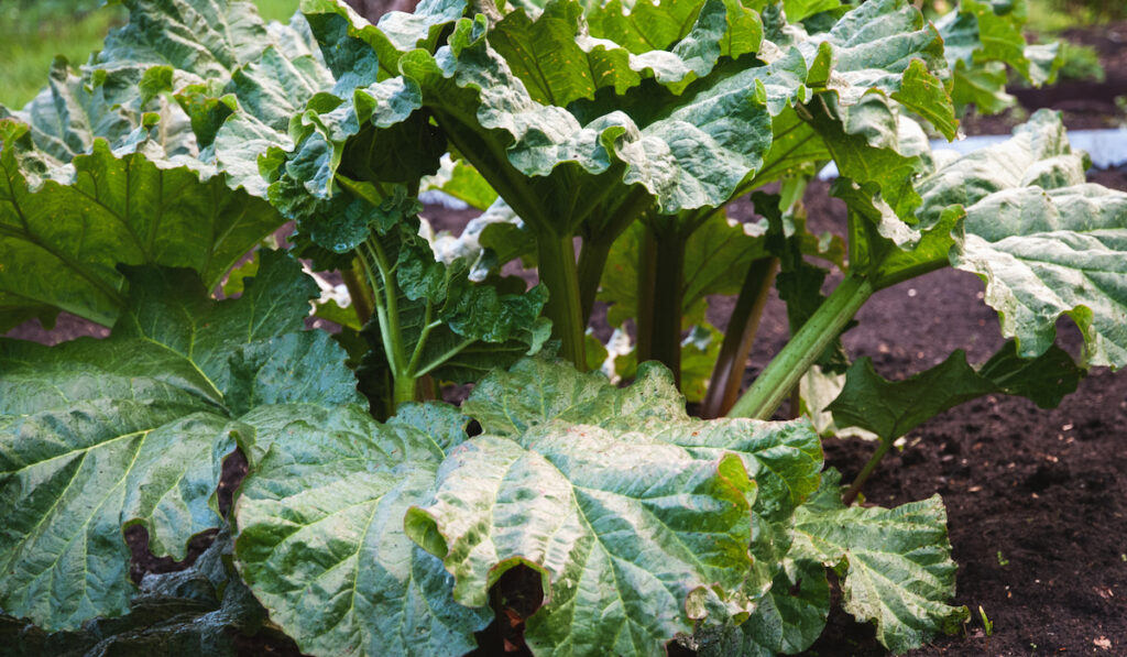 rhubarb plant growing in the garden
