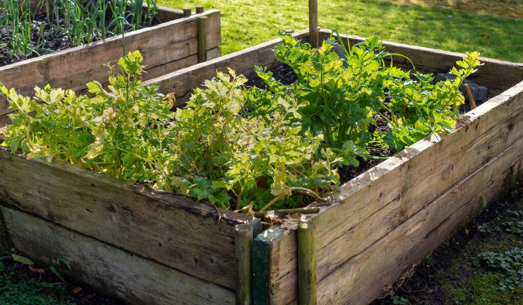 self sustaining organic vegetable celery plants growing in home made vegetable raised bed planters