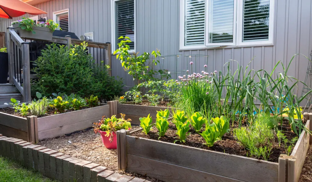 small urban backyard garden contains square raised planting beds for growing vegetables and herbs throughout the summer
