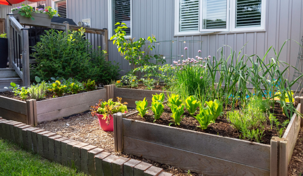 small urban backyard garden contains square raised planting beds for growing vegetables