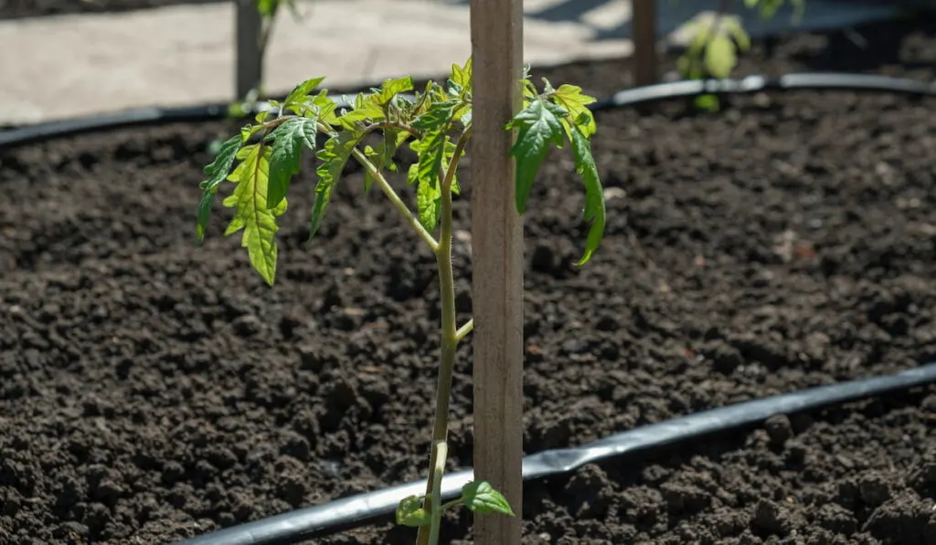 tomato seedlings grown in beds with automatic watering