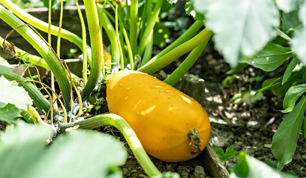 yellow zucchini in vegetable garden
