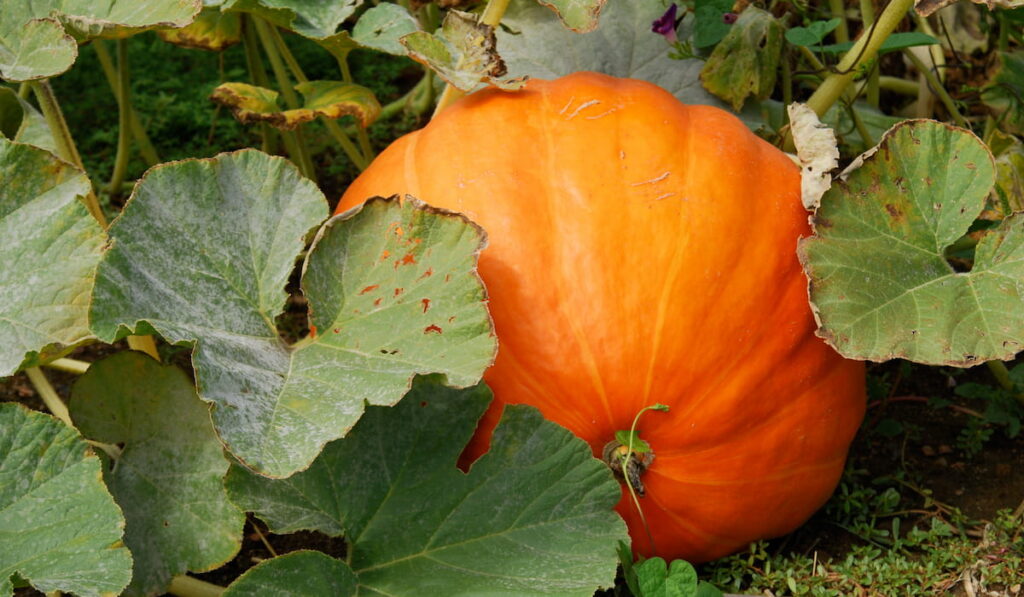 A giant ripe big mac pumpkin 