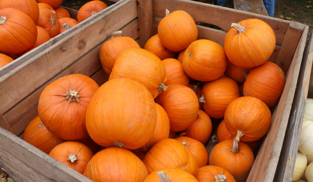 A heap of harvested pumpkins in a wooden crate