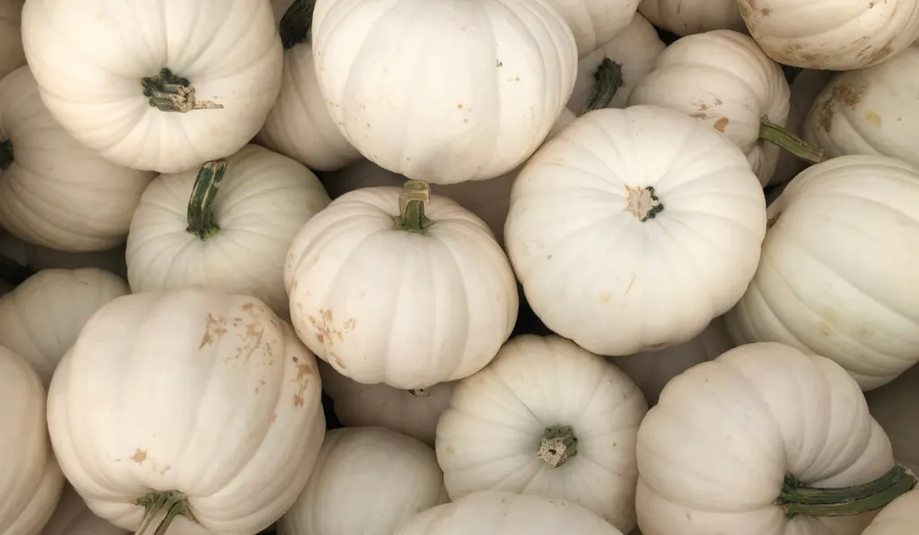 A pile of white American pumpkins.
