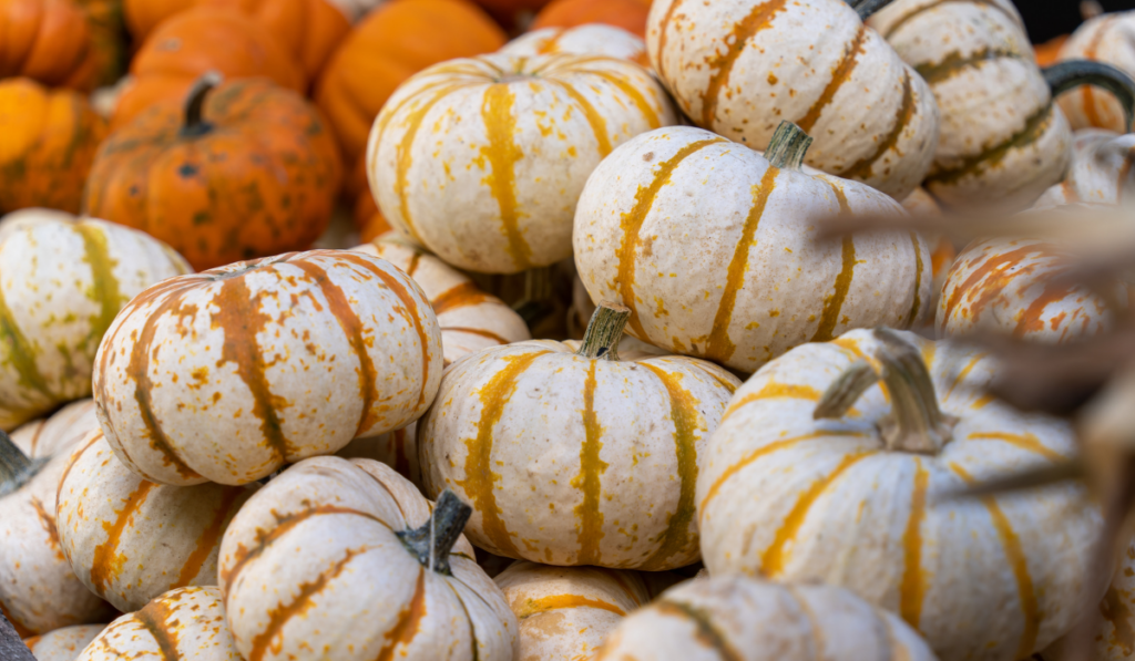 A stack of small pumpkins with orange stripes at a local pumpkin farm.