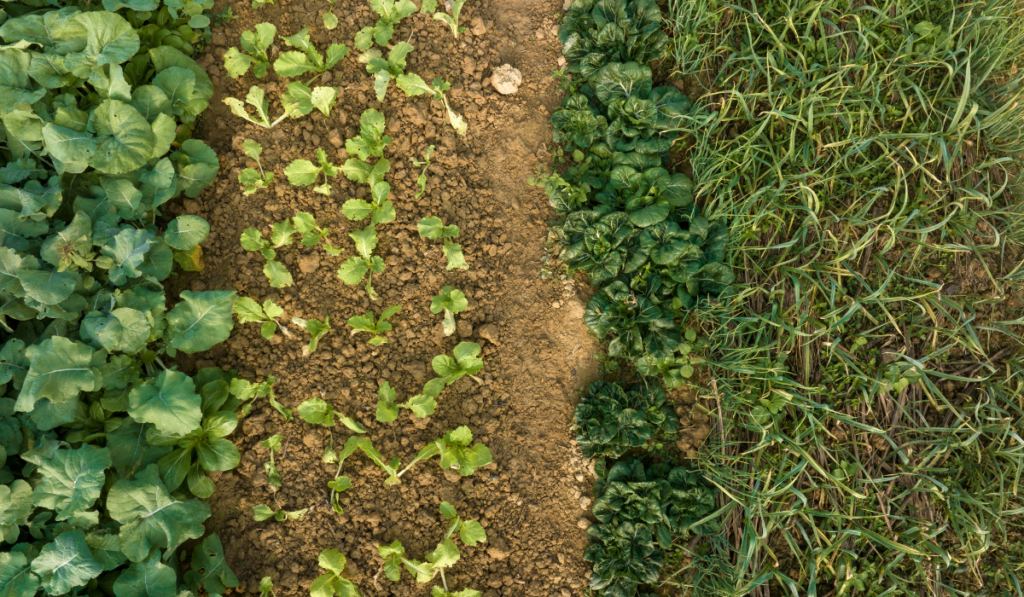 Aerial view of vegetable plants growing at field