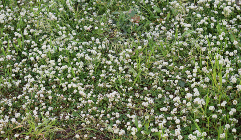 Alsike clover (trifolium hybridum) with flowers
