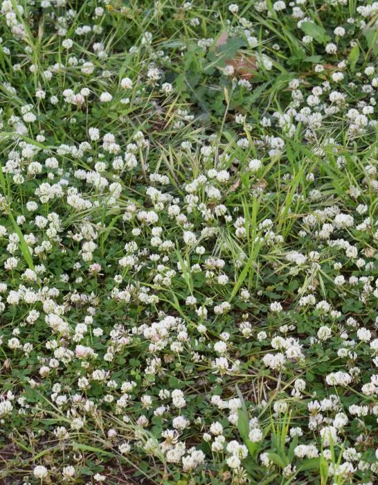 alsike clover trifolium hybridum with flowers