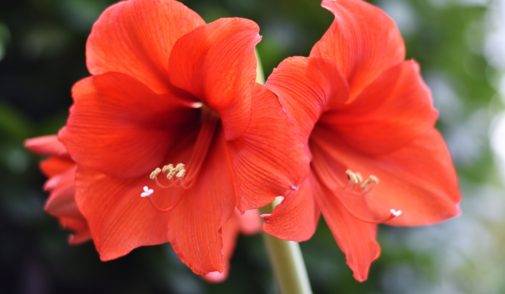 Close up of amaryllis flower

