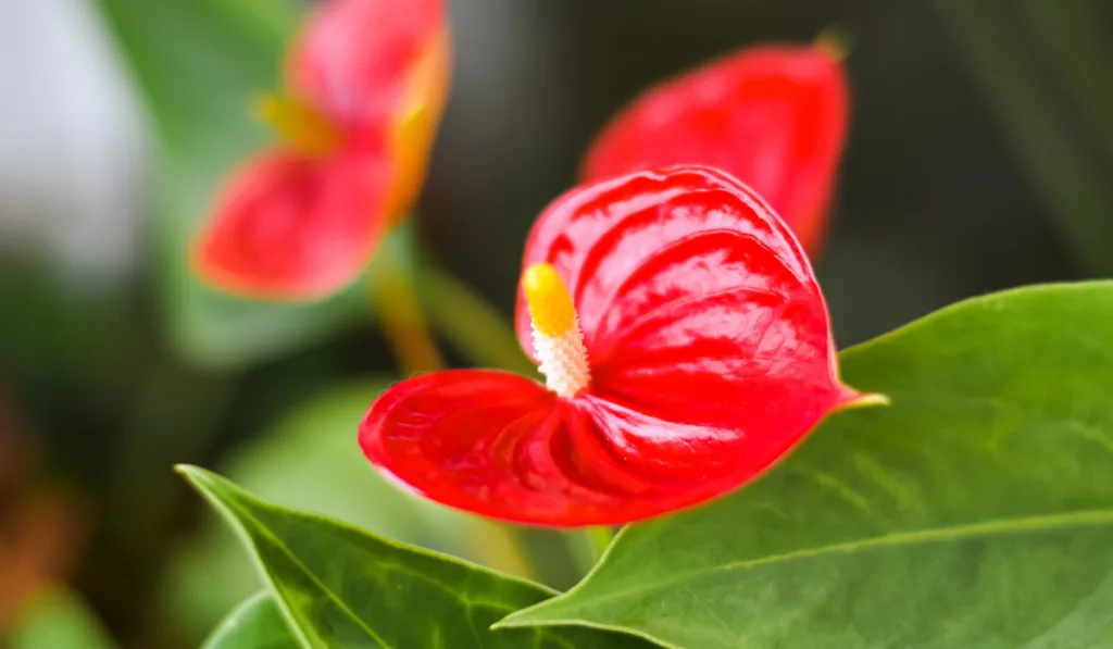 red Anthurium plant