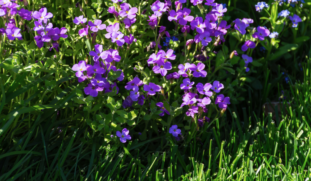Aubrieta purple blooms in the garden in summer