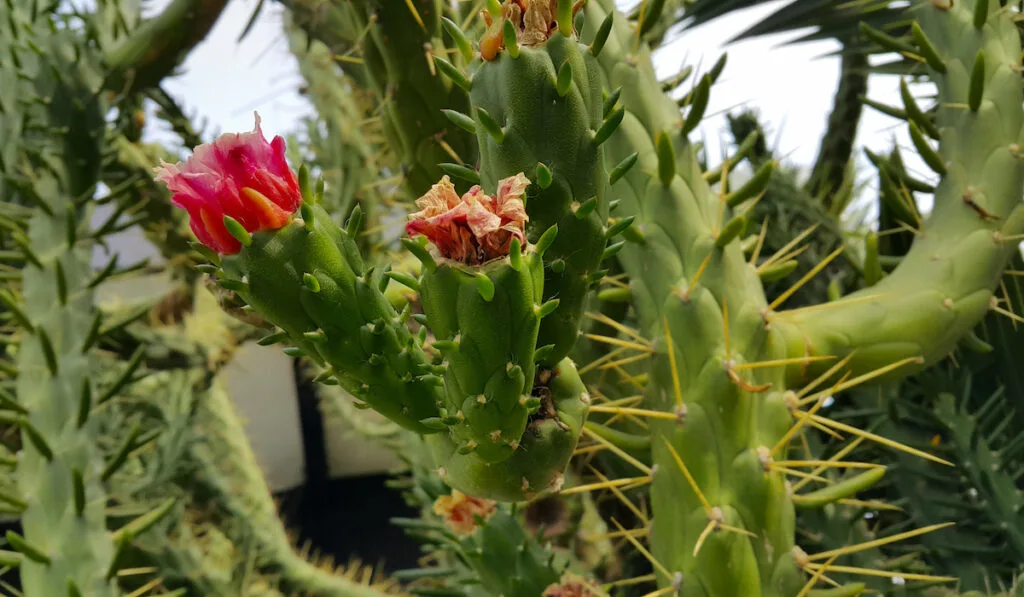 Beautiful cactus, Austrocylindropuntia subulata with flowers