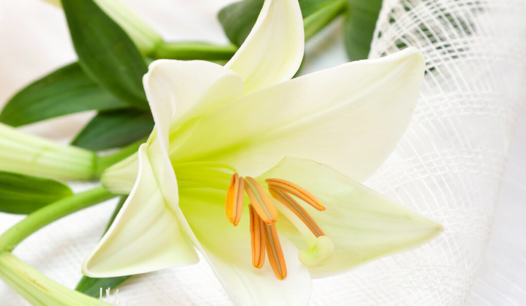 Beautiful white Easter lily flower bouquet
