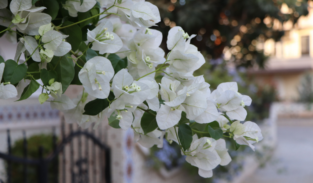 Beautiful white bougainvillea flowers in sunny day.
